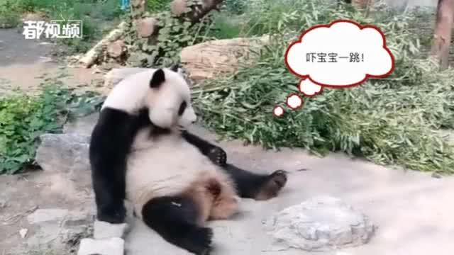 今日动物爆料最新消息视频,揭秘神奇动物世界新发现